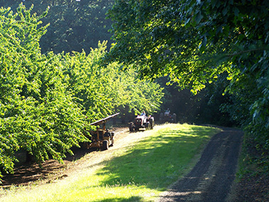 Beautiful cherry orchards during harvest